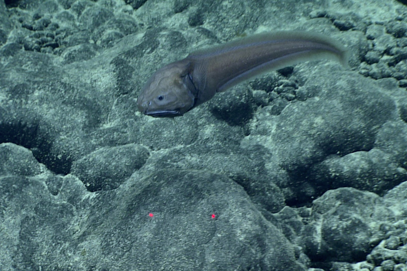 Acanthonus Armatus