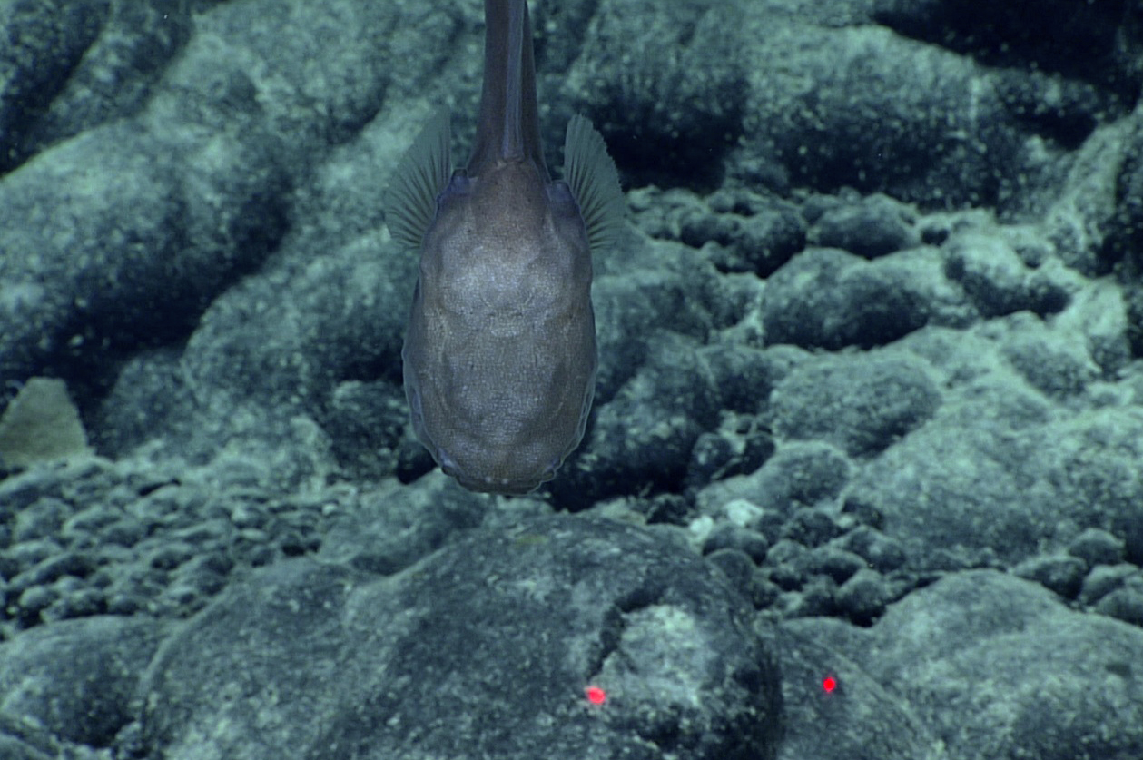 Acanthonus Armatus