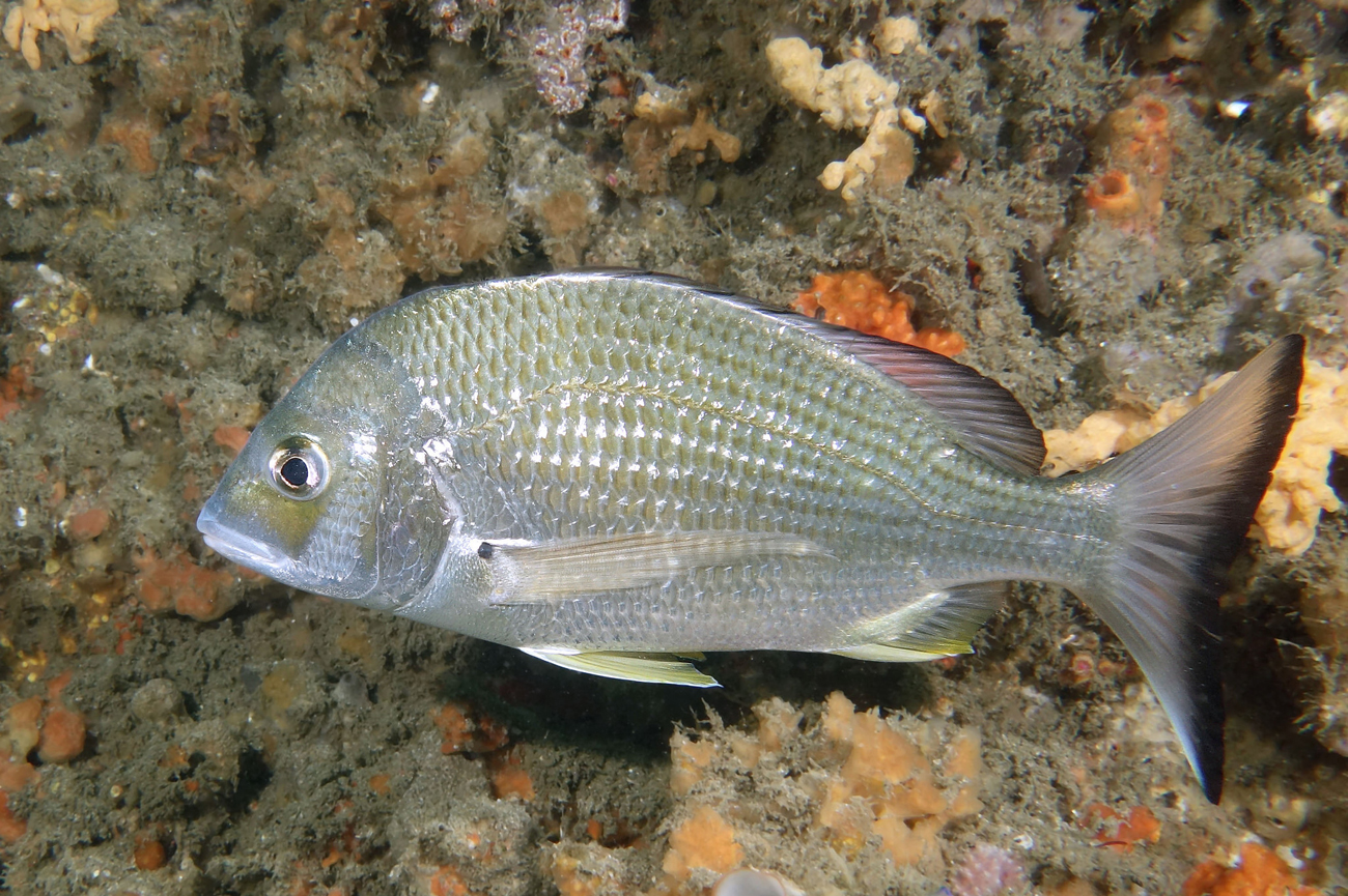 Acanthopagrus