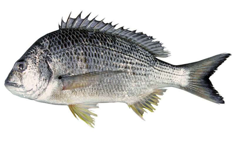 Bream Fish Australia