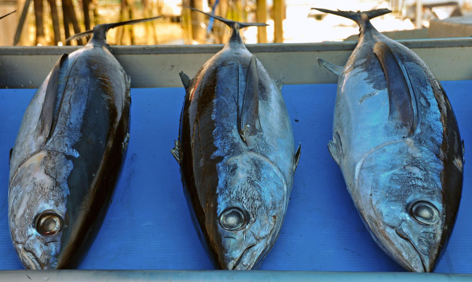 Thunnus alalunga, Albacore tuna habitat. Learn the wide range of
