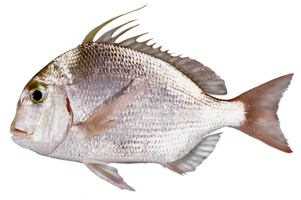 SPARIDAE