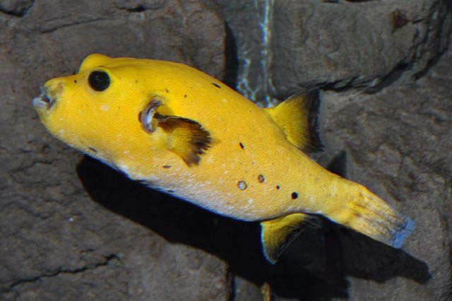 TETRAODONTIDAE