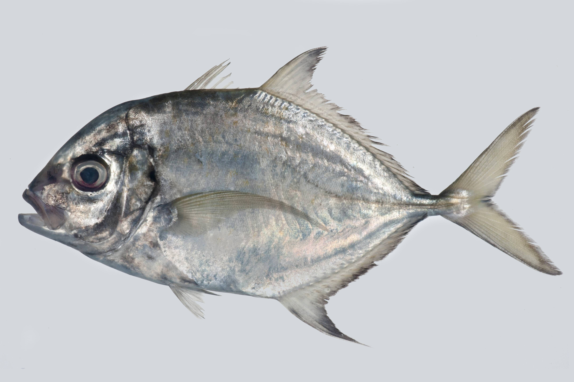 Сильная рыба 4. Carangoides coeruleopinnatus. Heri Trevally. Trachinotus blochii. Эсколар рыба.