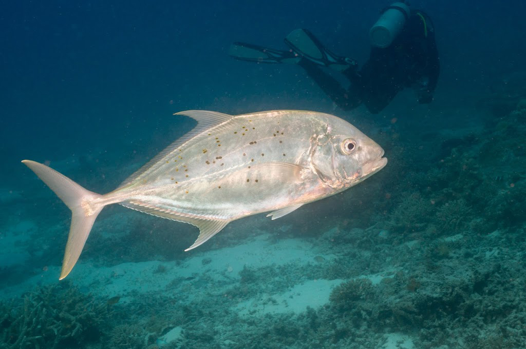 Рыбы оманского залива фото с названиями