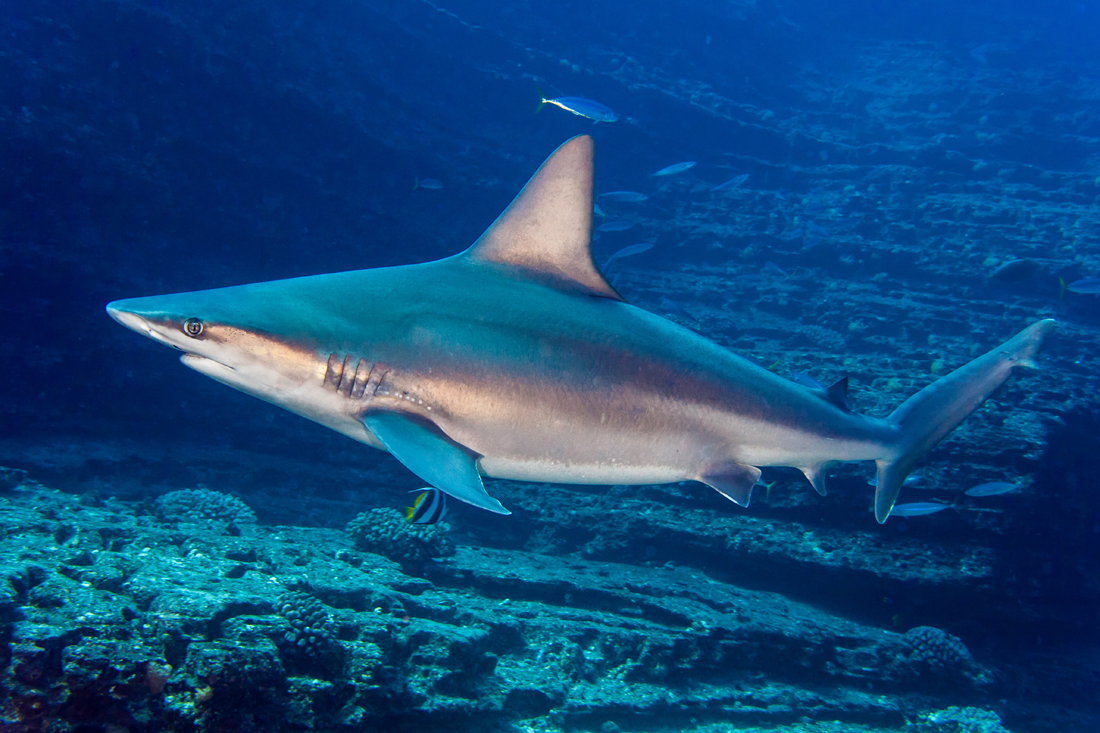 Carcharhinus Plumbeus