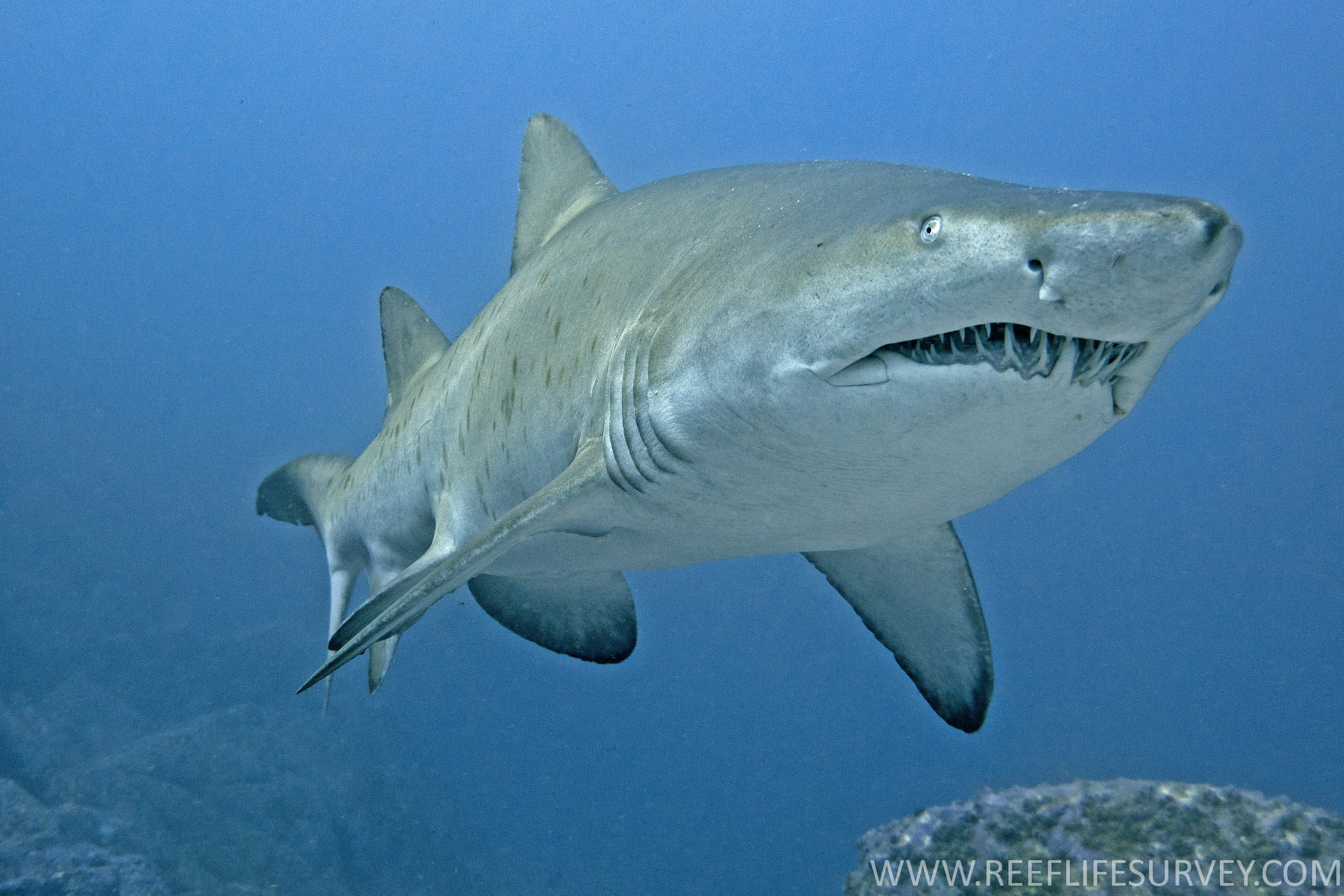 Тигровая акула опасна для человека. Carcharias Taurus. Песчаная рифовая акула. Индоокеанская Песчаная акула. Острозубая Песчаная акула.