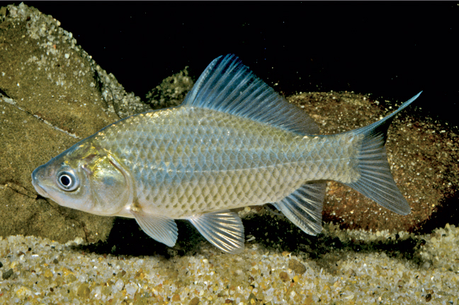 Рыба похожая на карася. Cyprinidae. Карась аквариумный. Аквариумная рыбка похожая на карася. Аквариумные карасики.