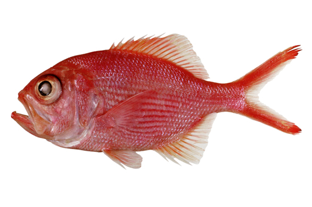 Northern red snapper - Wikipedia