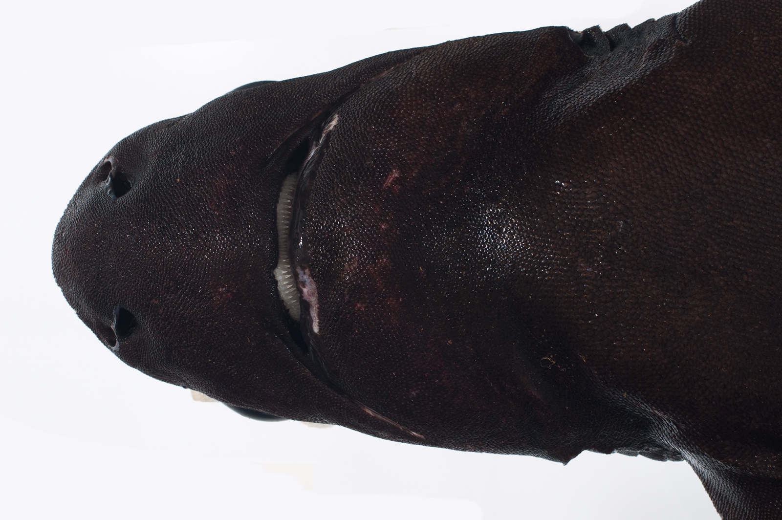 Centroscymnus Coelolepis