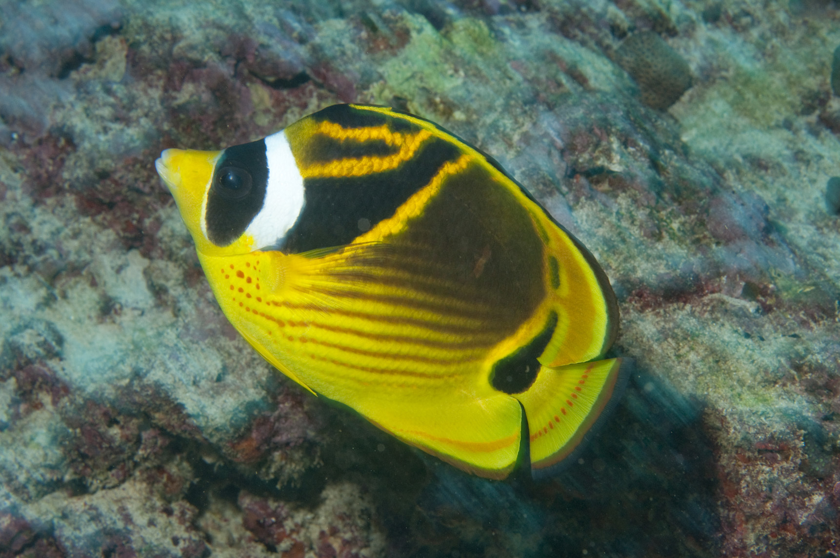 Chaetodon