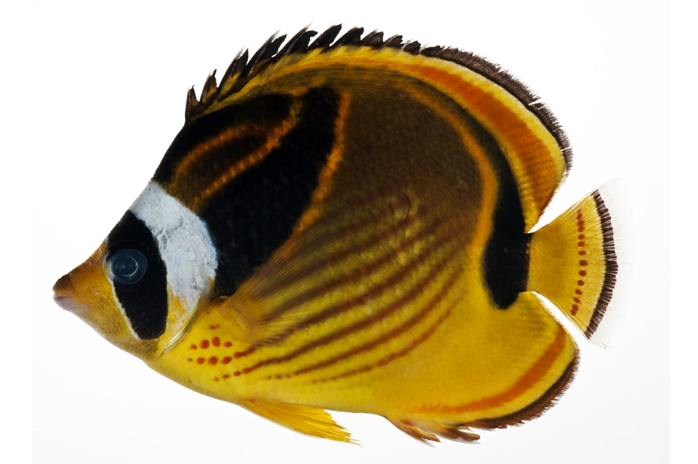 Chaetodon