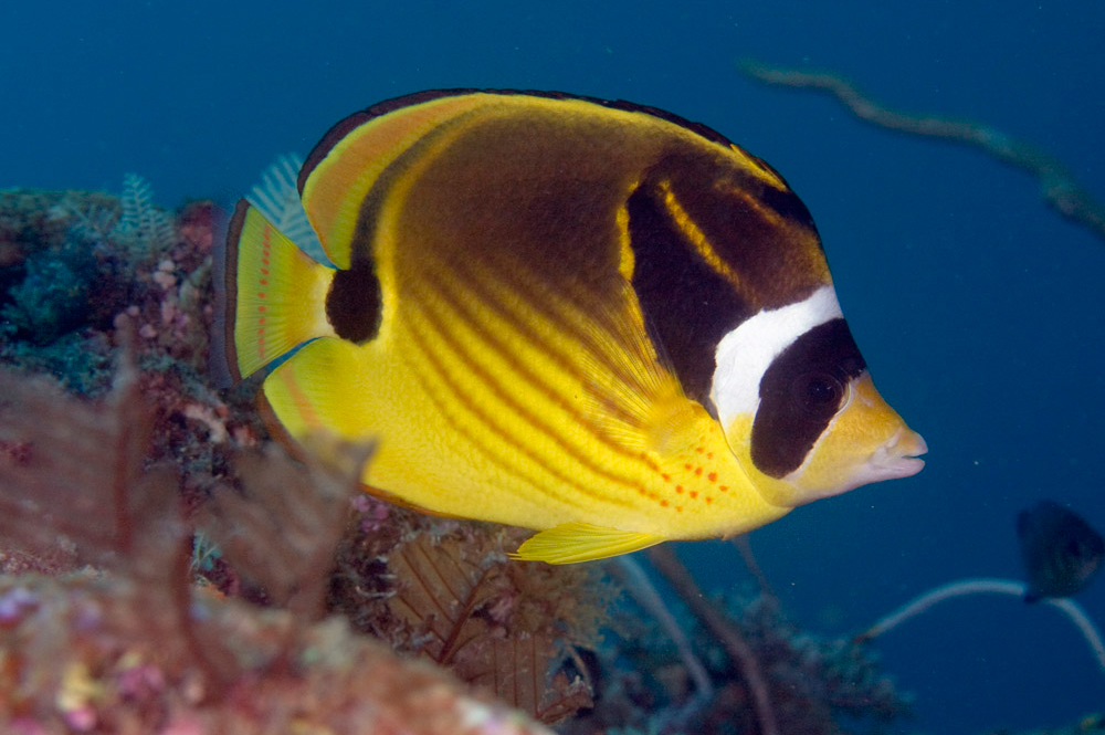 Chaetodon Lunula