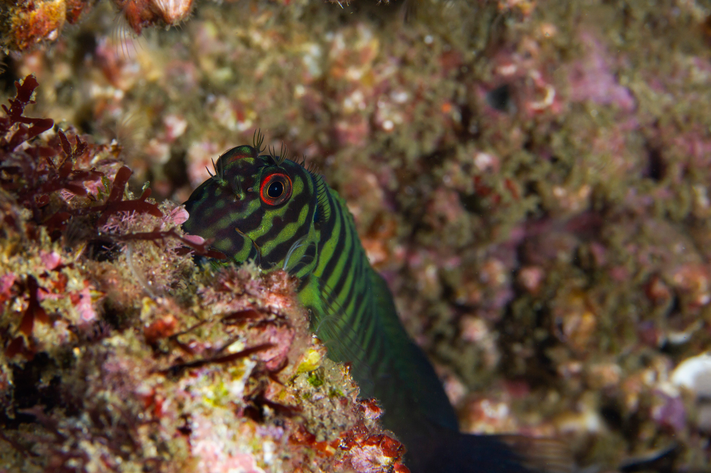A male Chestnut Blenny, Cirripectes castaneus, at Cook Island, northern New...