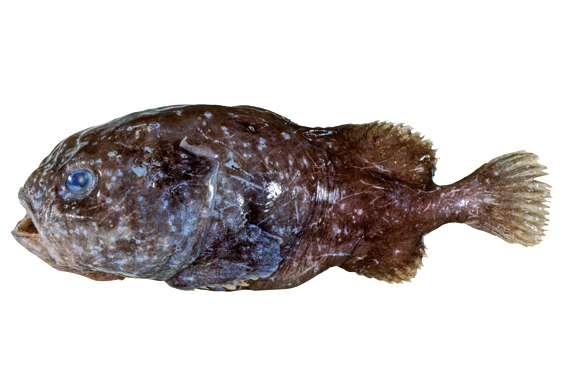 Western Blobfish, Psychrolutes occidentalis - The Australian Museum