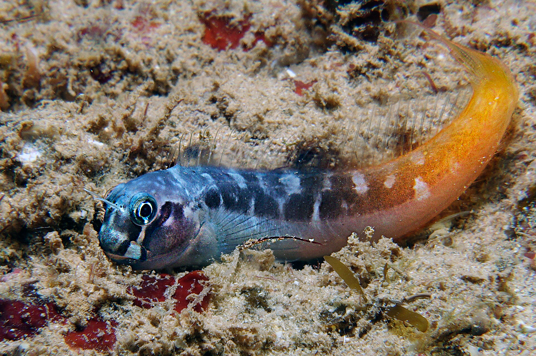 Рыбы собака отзывы. Рыба Blenny. Собачка биколор морская. Bicolor Blenny. Собачка двухцветная, m /Ecsenius bicolor.