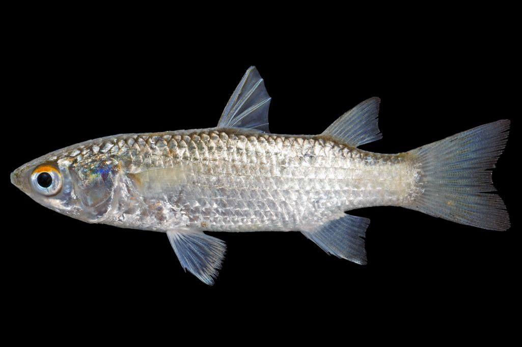Кефаль 5 букв сканворд. Кефаль рыба фото. Перкарина рыба. Chelon (Liza) haematocheilus. Planiliza haematocheila.