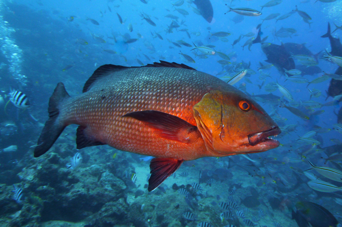 https://fishesofaustralia.net.au/Images/Image/LutjanBoharSarahSpeight.jpg