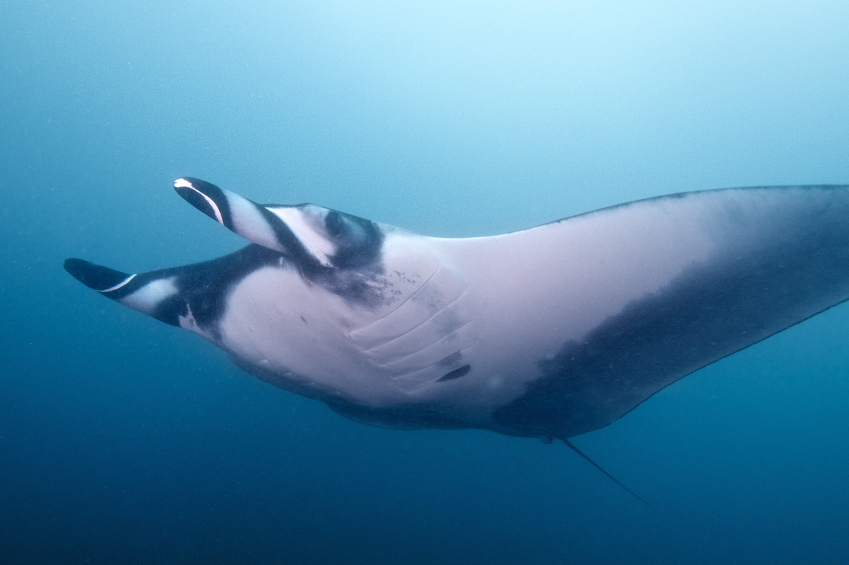 Fact File: Manta ray (Mobula alfredi, Mobula birostris