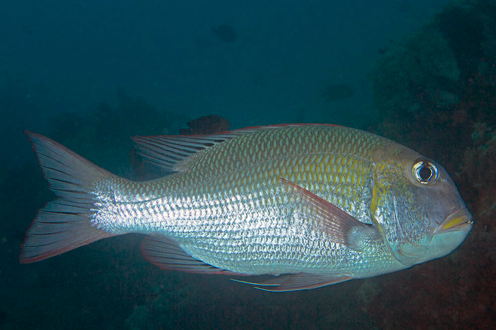 Bigeye Snapper- Facts and Photographs