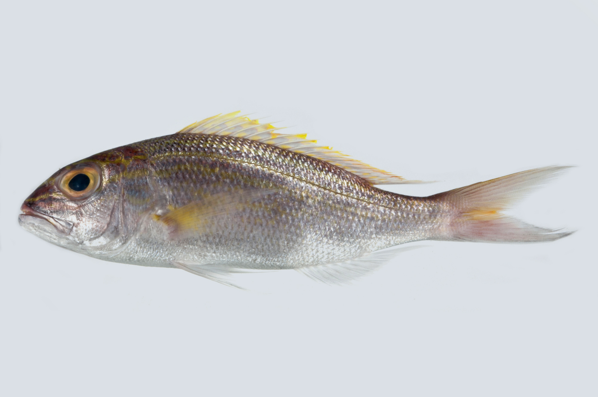 Goldband Snapper - GoodFish Australia's Sustainable Seafood Guide