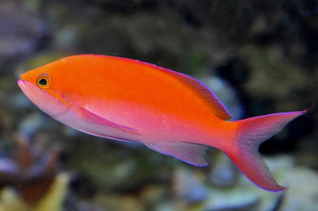 Pseudanthias bicolor