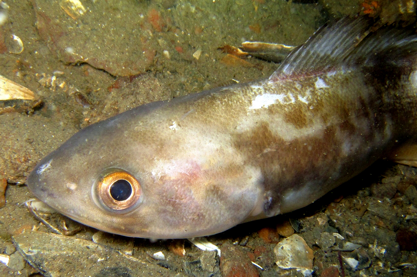 Pseudophycis bachus