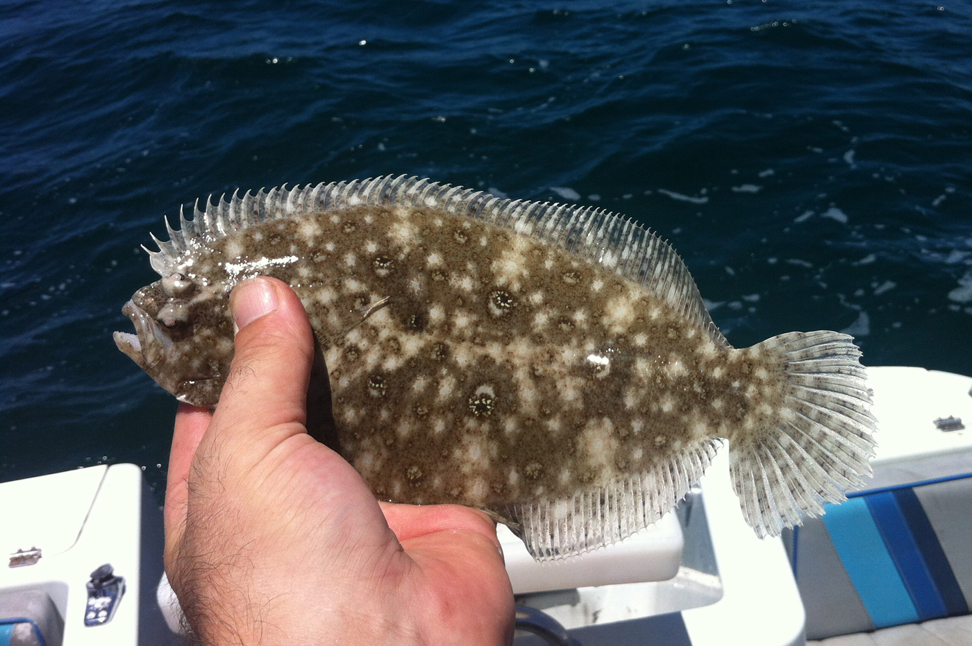 Small tooth flounder