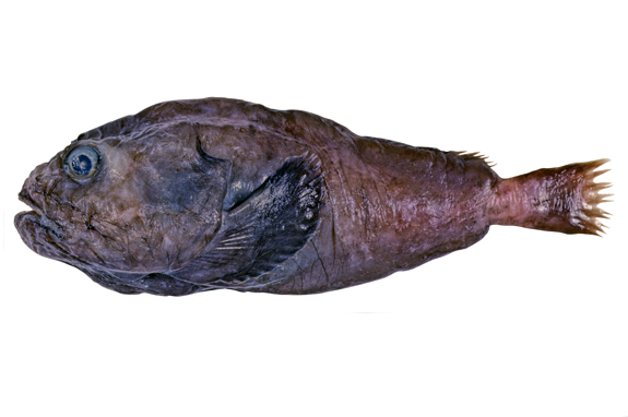 psychrolutes marcidus (or blobfish)