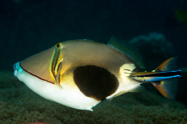 Rhinecanthus Verrucosus