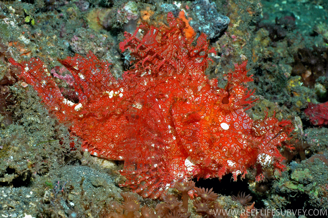 Rhinopias Aphanes