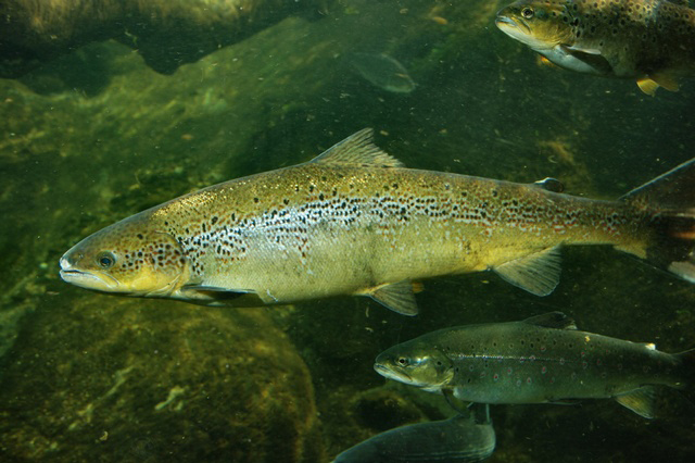 Salmo salar (Atlantic salmon)