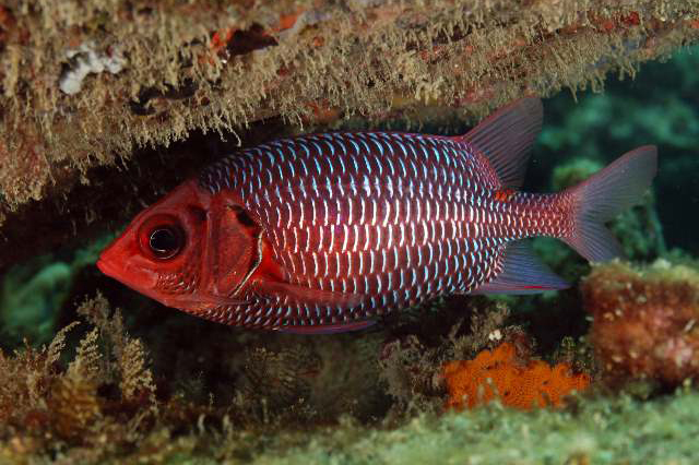 Details about   Violet squirrelfish Sargocentron violaceum Fish Taxidermy Oddities 