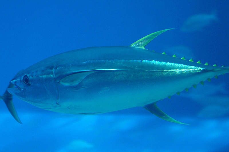 Thunnus