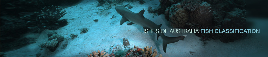 Fishes of australia classification banner