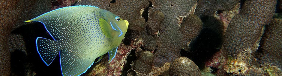 rotating home page banner, image is of an Angelfish