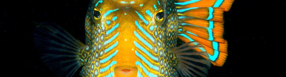 rotating home page banner, image is of a Boxfish