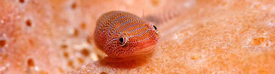 rotating home page banner, image is of a Clingfish