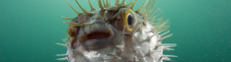rotating home page banner, image is of a Porcupinefish