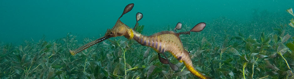 rotating home page banner, image is of a Seadragon