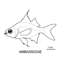 Line drawing of ambassidae