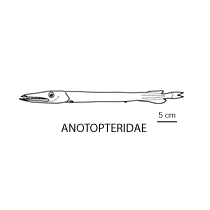 Line drawing of anotopteridae