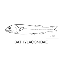 Line drawing of bathylaconidae