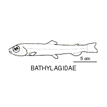 Line drawing of bathylagidae