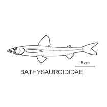 Line drawing of bathysauroididae 