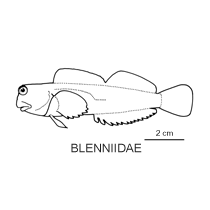 Line drawing of blenniidae