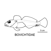 Line drawing of bovichtidae