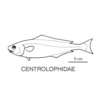 Line drawing of centrolophidae