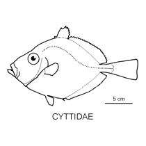 Line drawing of cyttidae