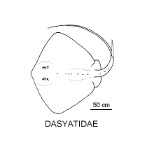 Line drawing of dasyatidae